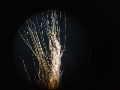 Pogonatherum paniceum, photographed by S.MORE