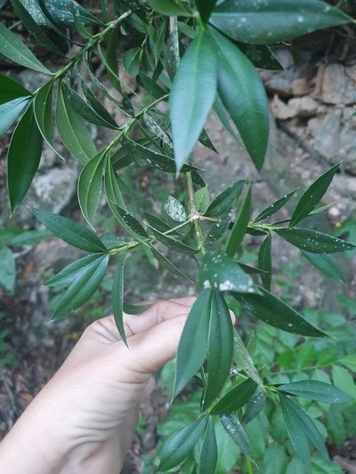 Podocarpus buchii, photographed by Yolanda M. Leon
