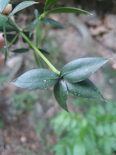 Podocarpus buchii, photographed by Yolanda M. Leon
