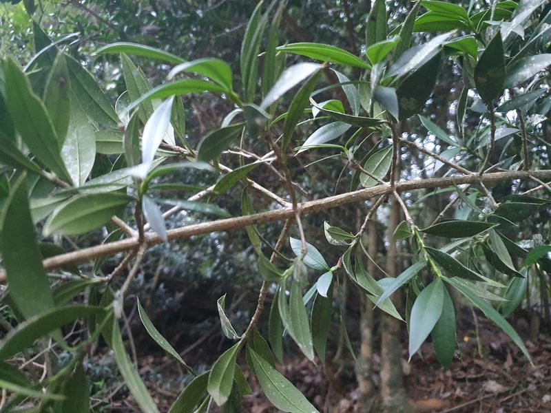 Podocarpus buchii, photographed by Yolanda M. Leon