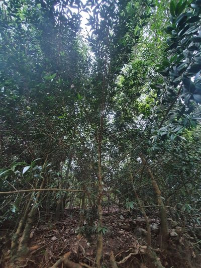 Podocarpus buchii, photographed by Yolanda M. Leon