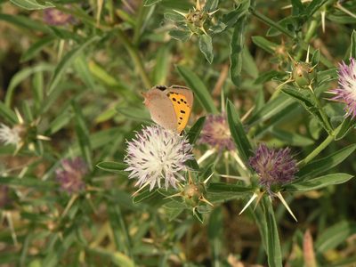 Centaurea iberica, photographed by Oleg Kosterin
