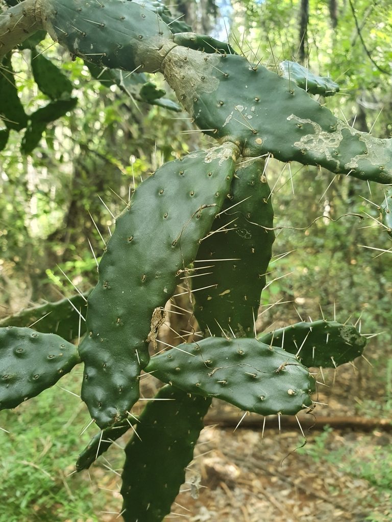 Consolea picardae, photographed by Yolanda M. Leon
