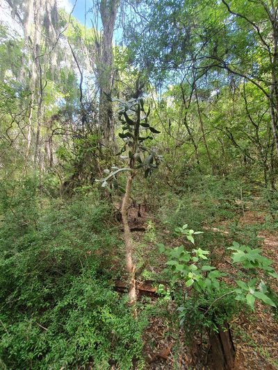 Consolea picardae, photographed by Yolanda M. Leon