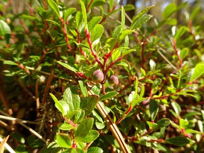 Vaccinium geminiflorum, photographed by Fabien Anthelme