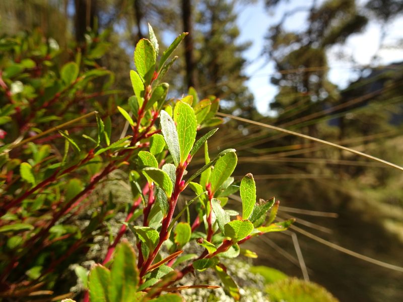 Vaccinium geminiflorum, photographed by Fabien Anthelme