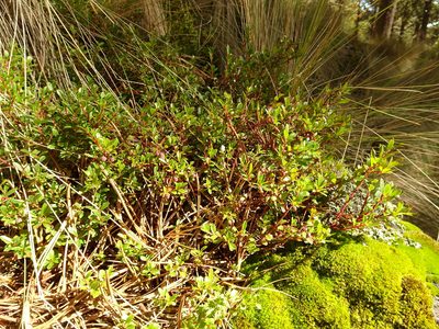 Vaccinium geminiflorum, photographed by Fabien Anthelme