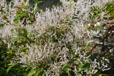 Fallopia baldschuanica, photographed by Frank Sengpiel