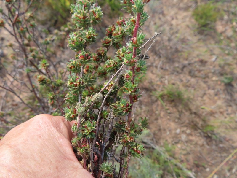 Cliffortia sericea, photographed by linkie