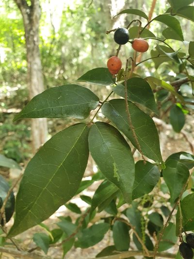 Picramnia pentandra, photographed by Yolanda M. Leon