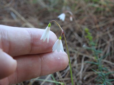 Acis autumnalis, photographed by Duarte Frade