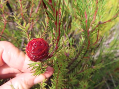 Leucadendron laxum, photographed by linkie