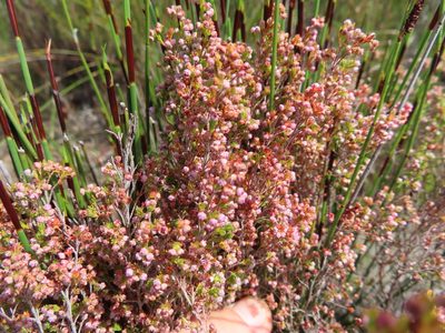Erica flexistyla, photographed by linkie