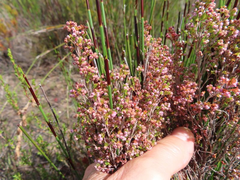 Erica flexistyla, photographed by linkie