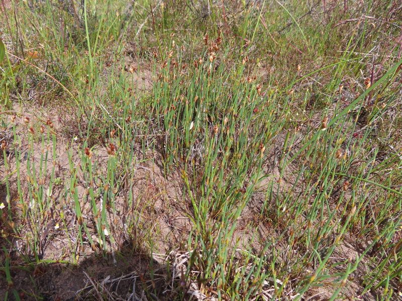 Elegia squamosa, photographed by linkie