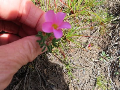 Oxalis multicaulis, photographed by linkie