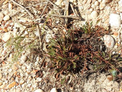 Tuberaria globulariifolia, photographed by Duarte Frade
