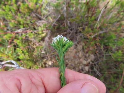 Euchaetis diosmoides, photographed by linkie