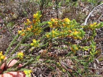 Aspalathus ericifolia, photographed by linkie