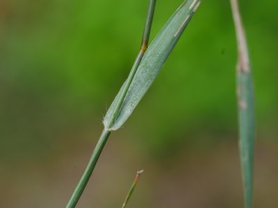 Eragrostis cumingii, photographed by Jacy Chen