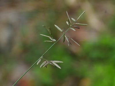 Eragrostis cumingii, photographed by Jacy Chen