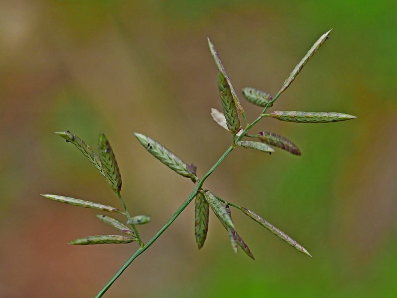 Eragrostis cumingii, photographed by Jacy Chen