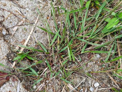 Eragrostis cumingii, photographed by Jacy Chen