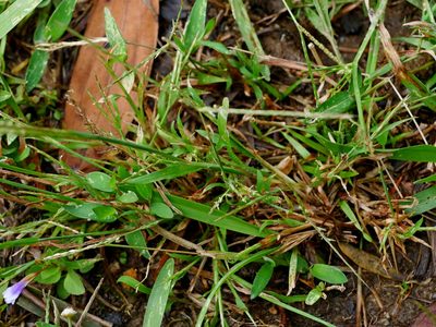 Dimeria ornithopoda, photographed by Jacy Chen
