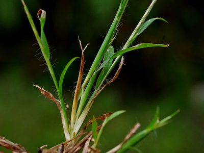 Dimeria ornithopoda, photographed by Jacy Chen