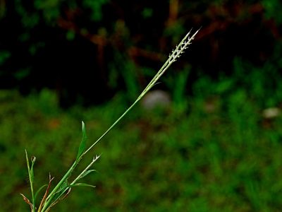 Dimeria ornithopoda, photographed by Jacy Chen