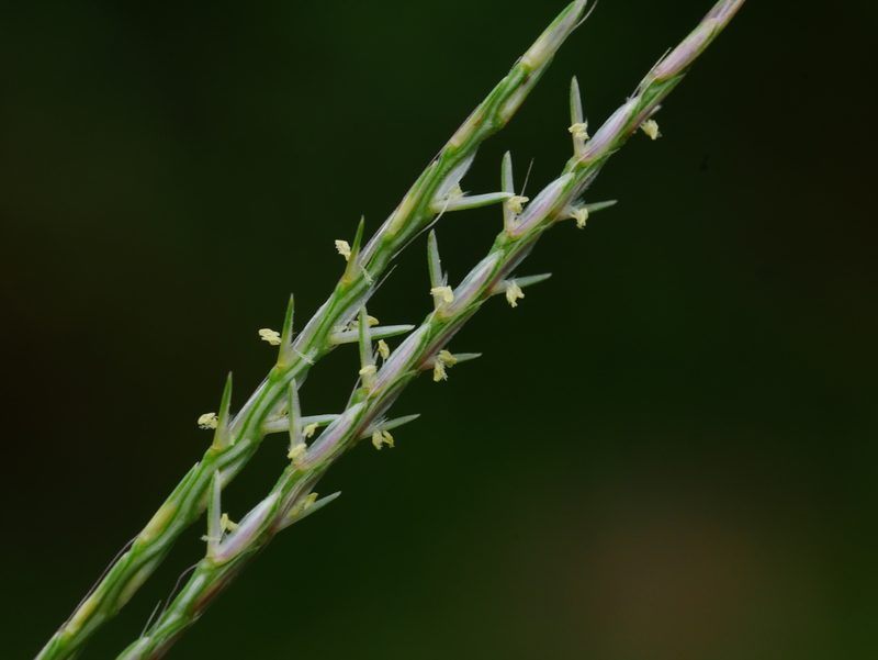 Dimeria ornithopoda, photographed by Jacy Chen