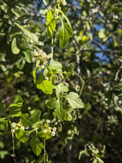 Cyclanthera naudiniana, photographed by Cleveland Powell