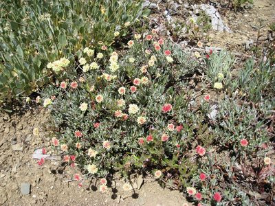 Eriogonum douglasii, photographed by John Brew