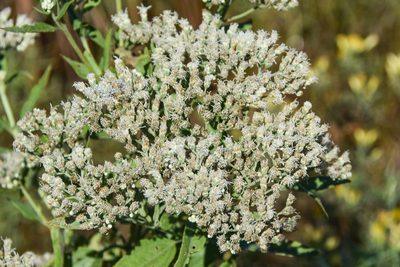Eupatorium serotinum, photographed by Jay Pruett