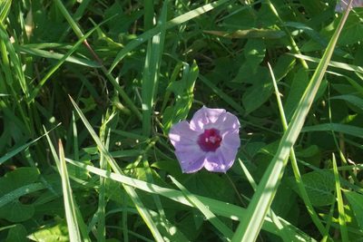 Ipomoea cordatotriloba, photographed by Center for Urban Ecology
