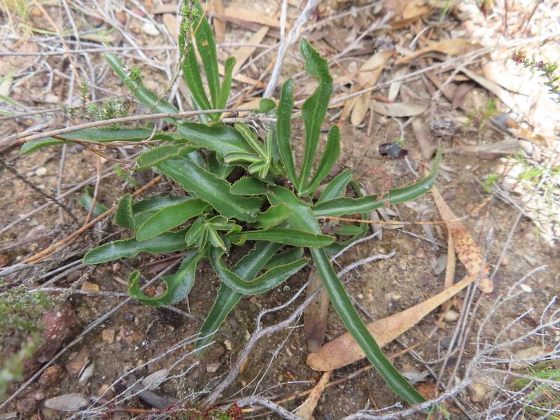 Lichtensteinia trifida, photographed by linkie