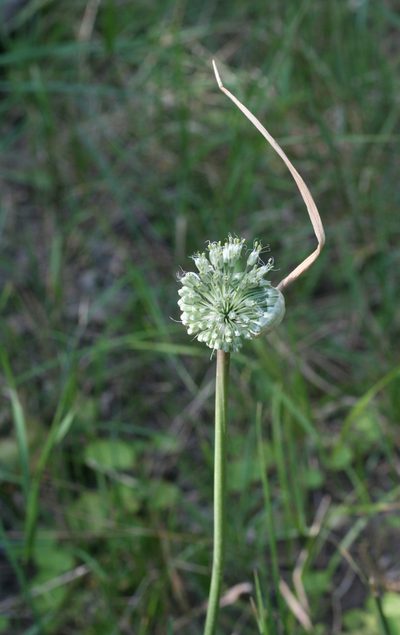 Allium affine, photographed by Oleg Kosterin
