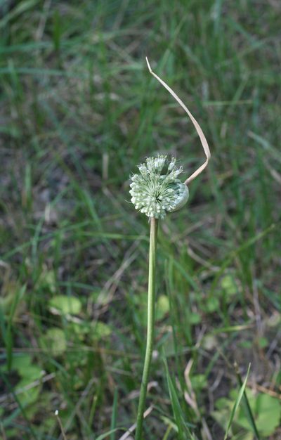 Allium affine, photographed by Oleg Kosterin