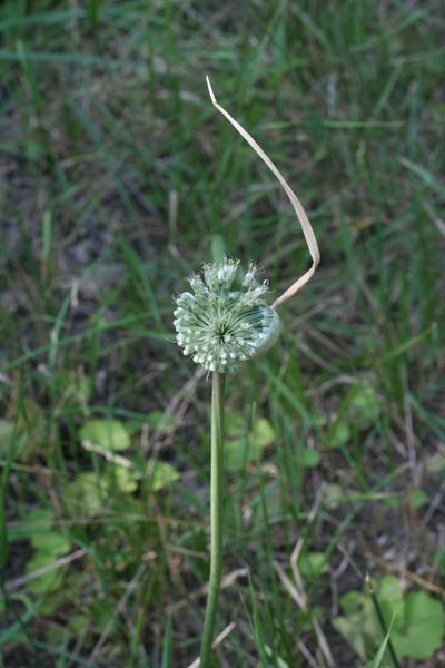 Allium affine, photographed by Oleg Kosterin