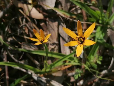 Baeometra uniflora, photographed by flamelily