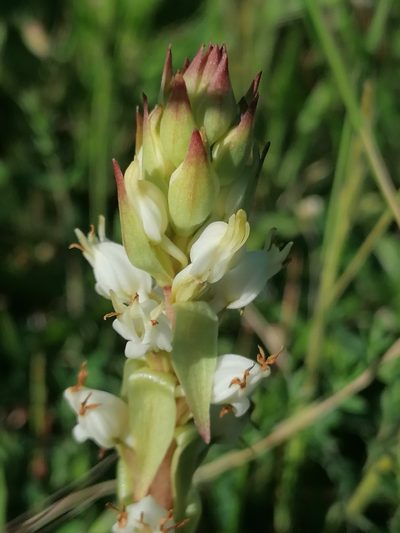 Satyrium ligulatum, photographed by flamelily
