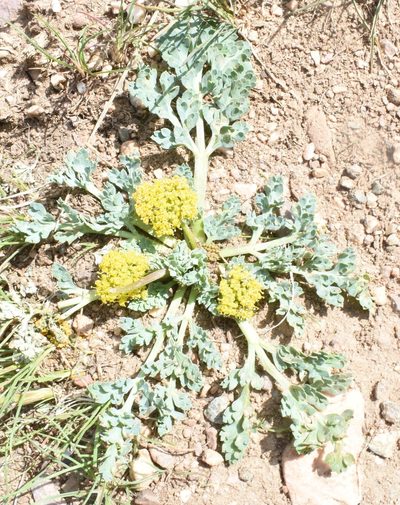 Cymopterus longipes, photographed by zookanthos