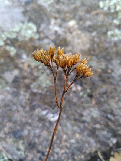 Jacobaea adonidifolia, photographed by Yves Bas