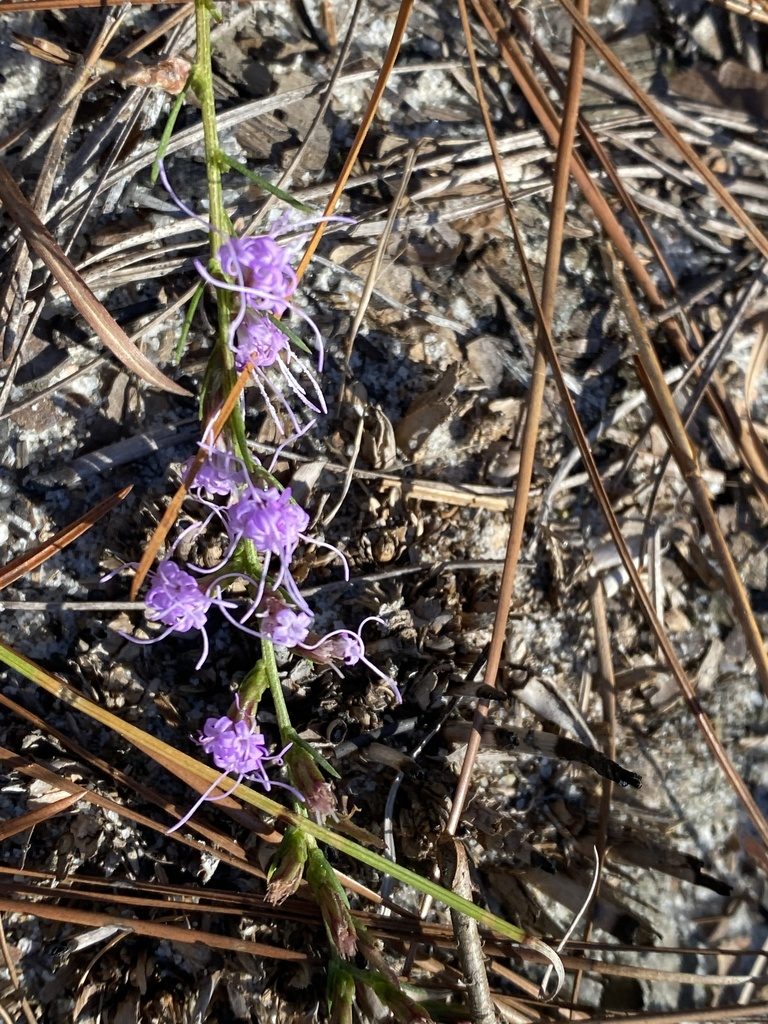 Liatris cokeri, photographed by Judy Gallagher