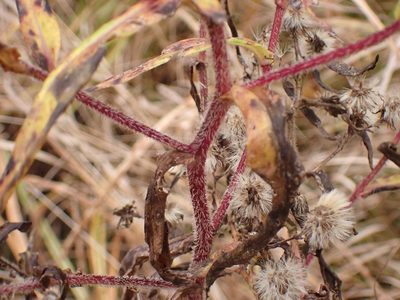 Symphyotrichum puniceum