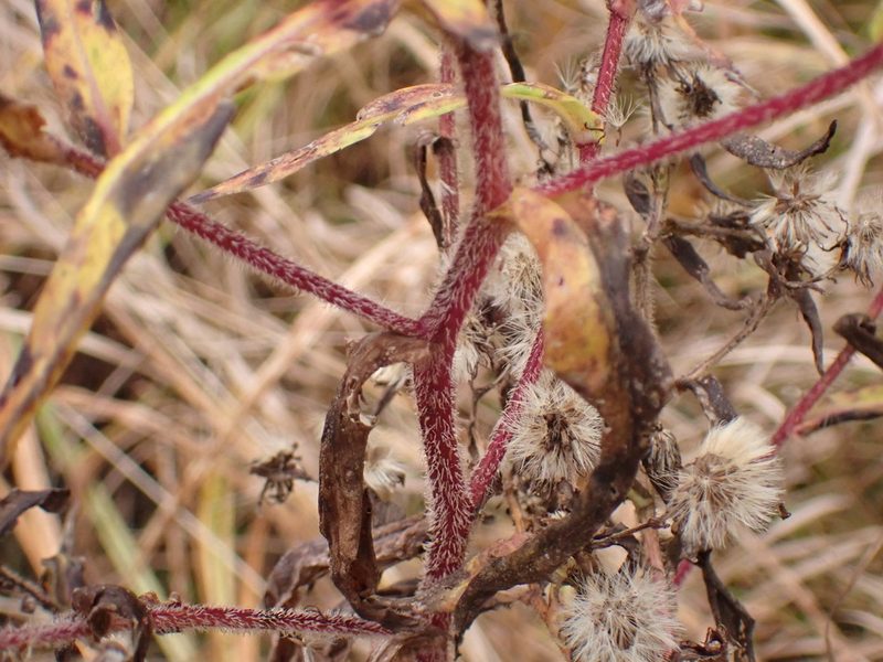 Symphyotrichum puniceum, photographed by Alexis Godin