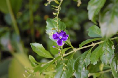 Duranta erecta, photographed by Anthony Batista