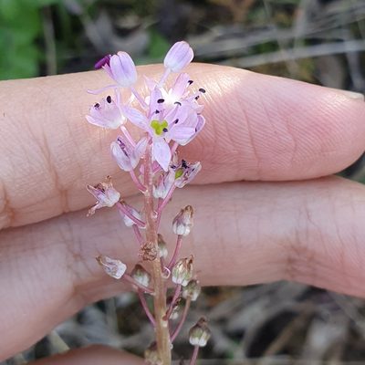Barnardia numidica, photographed by Mehdi Chetibi