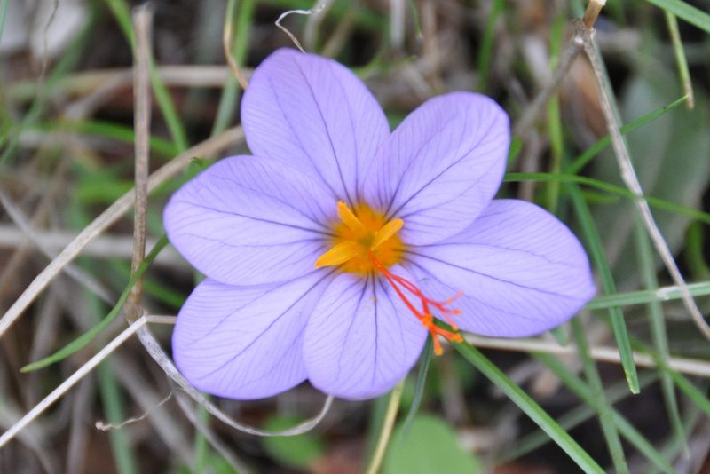 Crocus longiflorus, photographed by Paul Asman