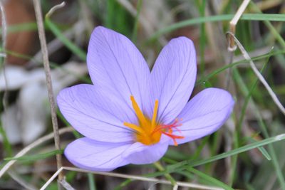 Crocus longiflorus, photographed by Paul Asman